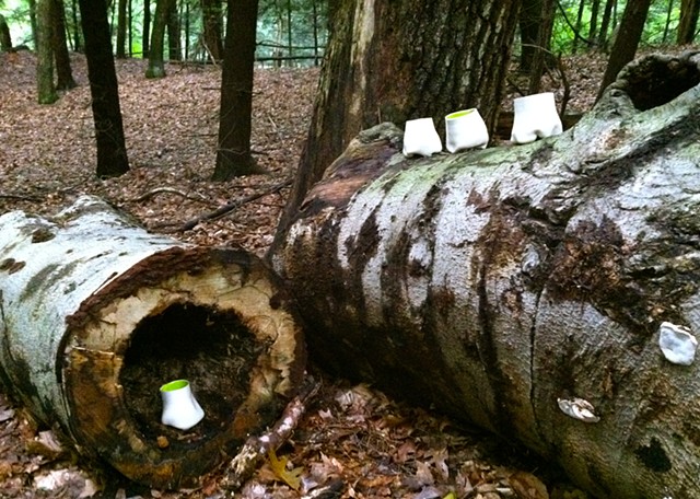 Cups in the woods