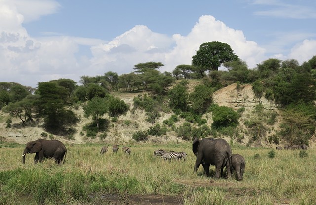 Tanzania Residency - Elephants...  Lots of elephants!