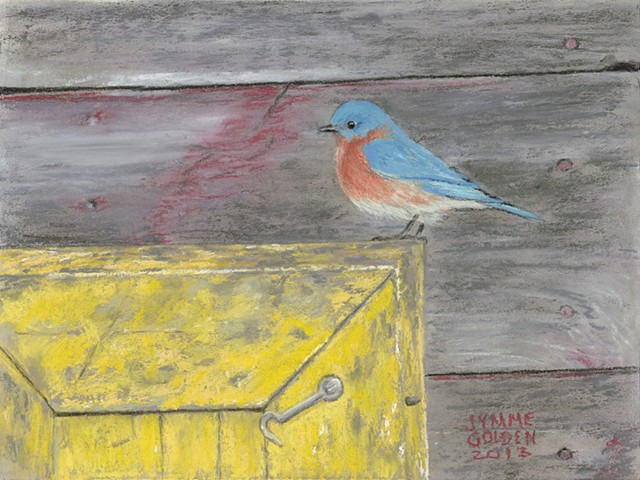 Eastern Bluebird, Weathered Shed and box