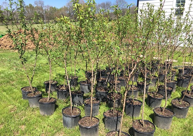 Peach tree babies have arrived, all 78 of them!