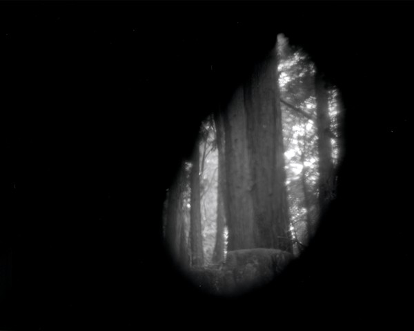 Big Basin Forest, CA: 16x20 from 4x5 Film