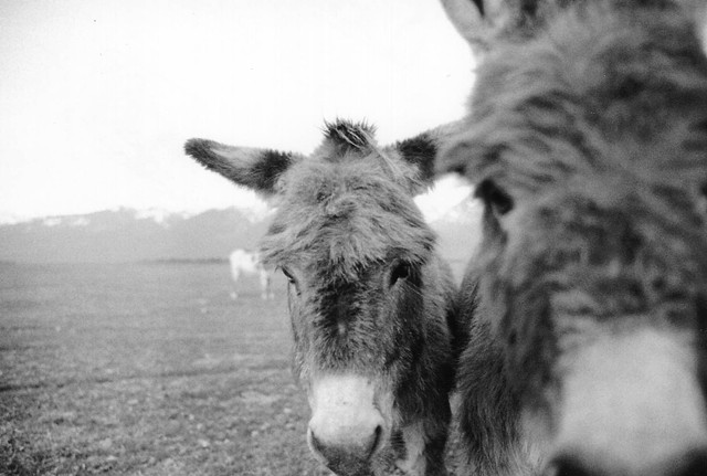 Donkeys of the Mission Mountains 2