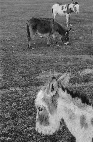 Donkeys of the Mission Mountains 3