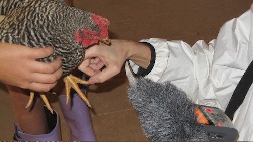 Interview With a Chicken
