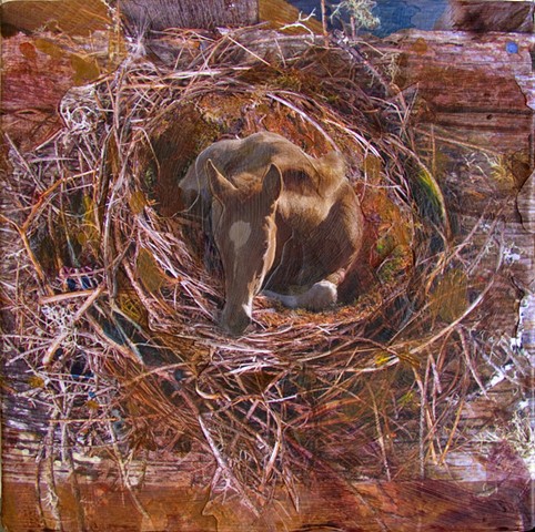 Foal's Nest