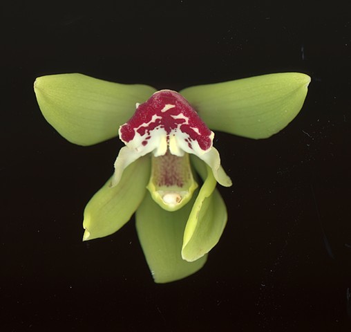 Orchid #35