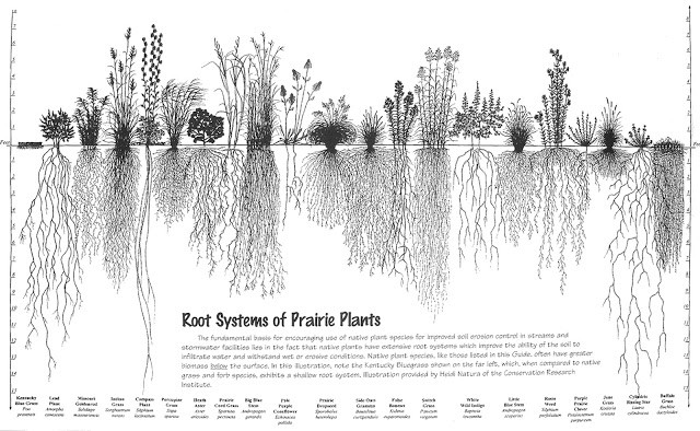 Root Systems of Prairie Plants