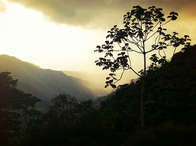 Costa Rica rain forest