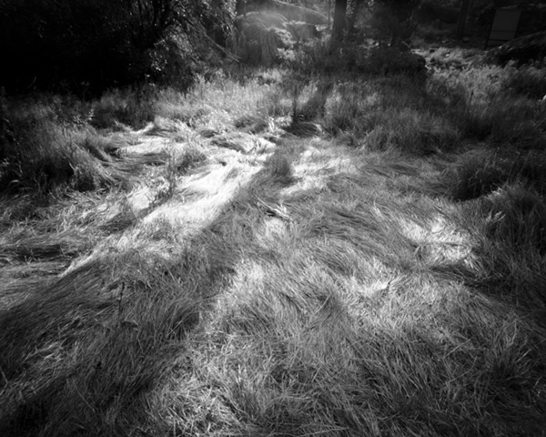 Grass, Light, Shadow