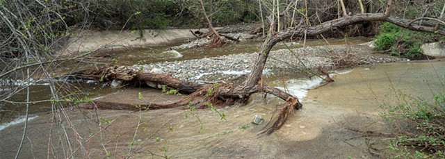 Tree in Santa Ynez Creek