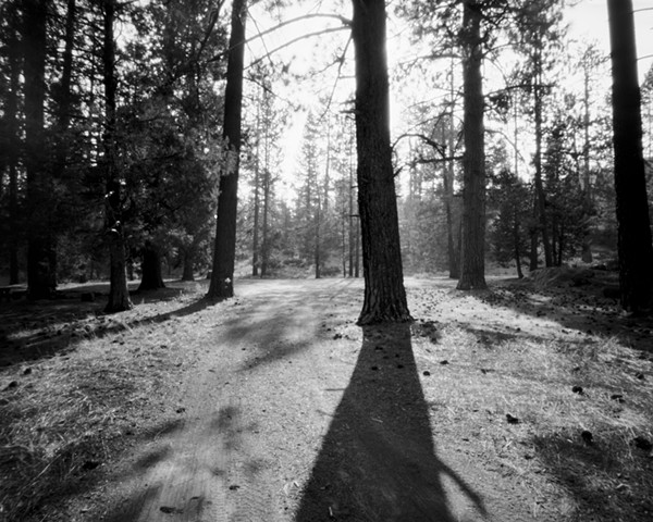 In The Tree Shadow