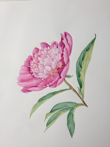 Botanical image of pink peony