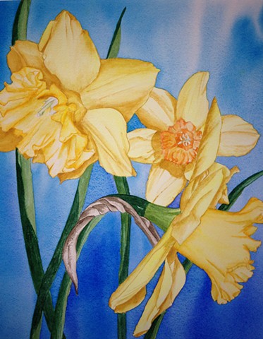 Daffodils against a brilliant blue in watercolor