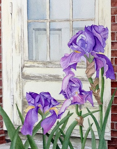 Irises in front of weathered beach door in watercolor