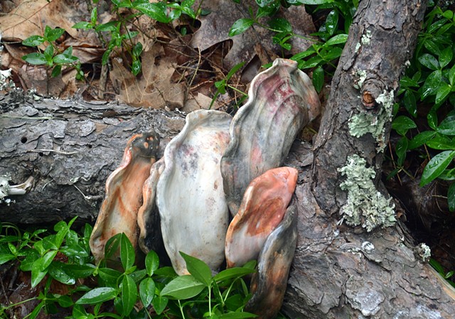 Tree Fungus, Detail