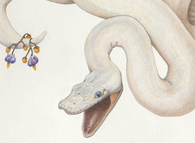  #laurenlevatocoyne, #wolfpeach, #drawing, #coloredpencil, laurenlevatocoyne, wolfpeach,detail leucistic ball python snake drawing with nightshade flower by Lauren Levato Coyne, prismacolor, faber castell, pencils, graphite, colored pencil, Lauren Levato 