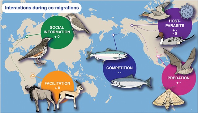 Migration Interactions