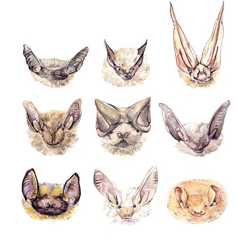 Watercolor of bats by Emily Underwood