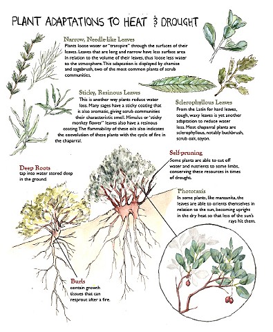 Chaparral Plant Adaptations