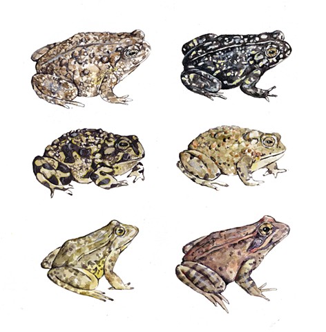 Rare and Endangered Frogs and Toads of California