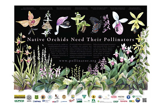 Native Orchids Need their Pollinators