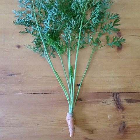 Terri's first home grown carrot!