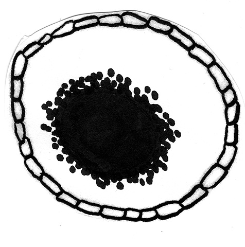 unknown (zero shaped cell) stage 6