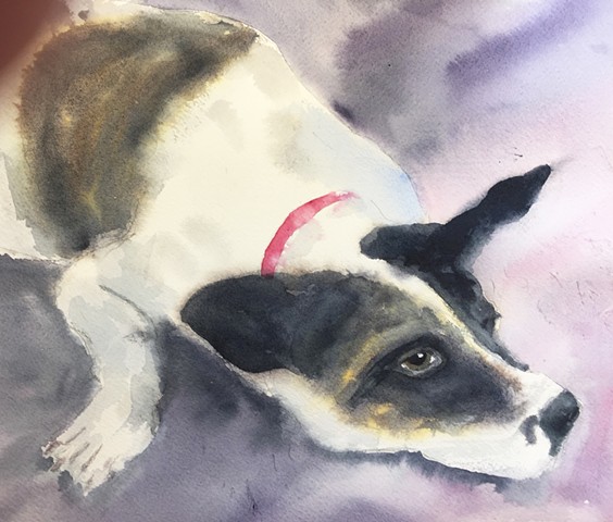 cattledog