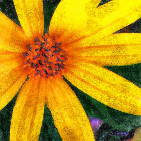 Grow Colours Collection
Yellow Star 1