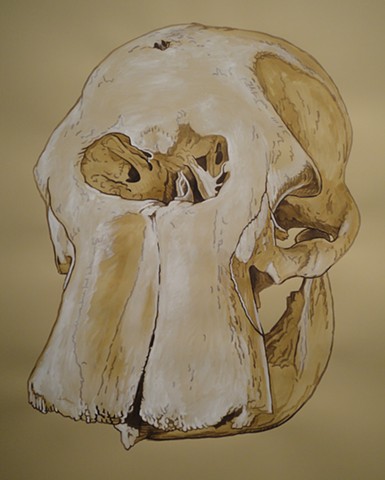 Borneo Pygmy Elephant Skull (from the Apologies to the Future series)