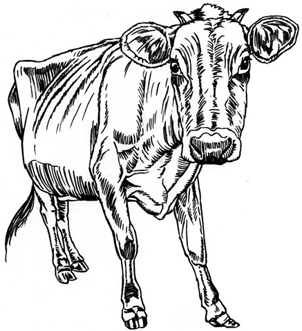 Bony cow (study)