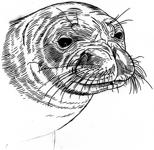 Monk Seal, preparatory drawing