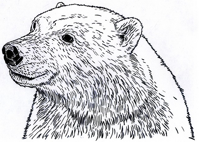 Polar Bear, preparatory drawing