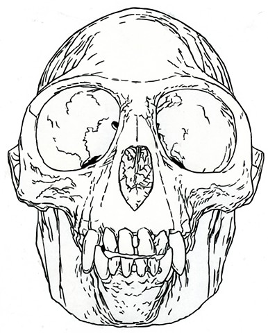 Golden Langur Skull, preparatory drawing