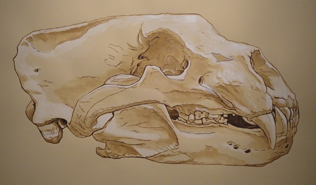 Polar Bear Skull (from the Apologies to the Future series)