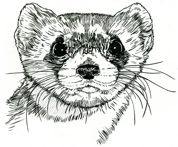 Brown-Footed Ferret, preparatory drawing