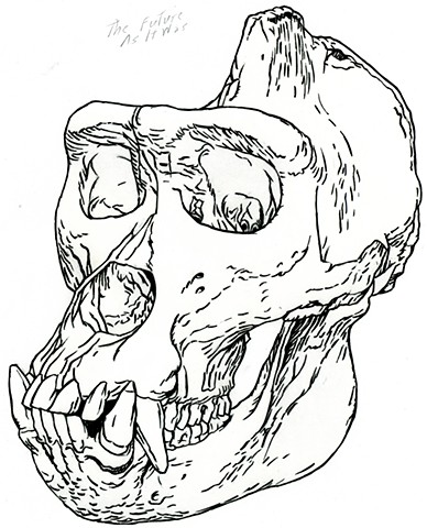 Cross River Gorilla skull, preparatory drawing
