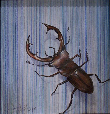 Insect 1