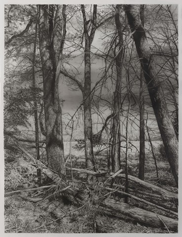 Early Spring