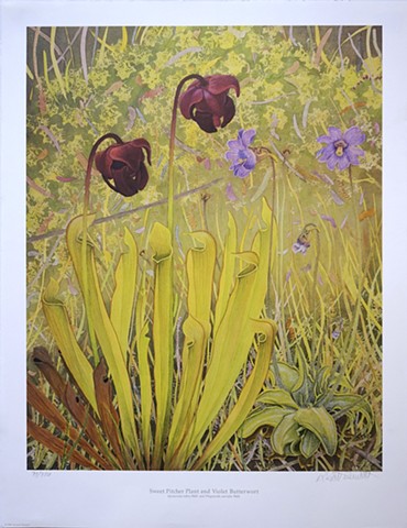 Sweet Pitcher Plant and Violet Butterwort