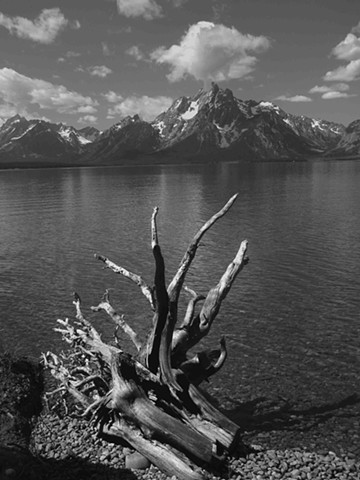 Tetons with Tree Roots