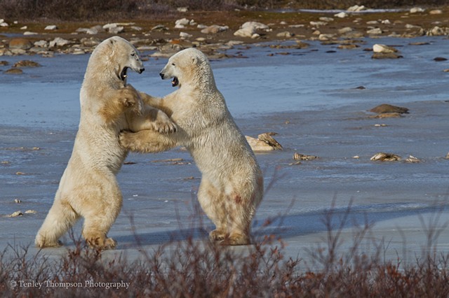 Polar Bear, sparring, fighting