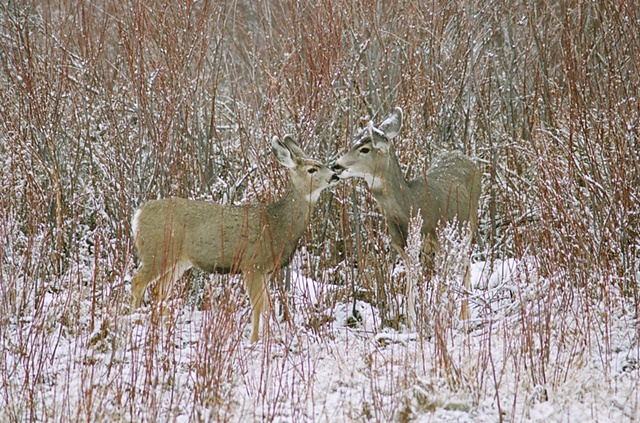 Mom and Fawn Mule Deer