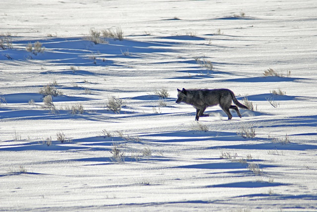 Wolf On Elk Refuge