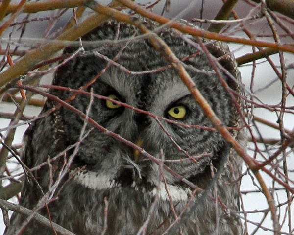 Great Gray Owl, Jackson Wyoming