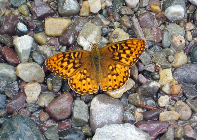 Butterfly and River Rock
