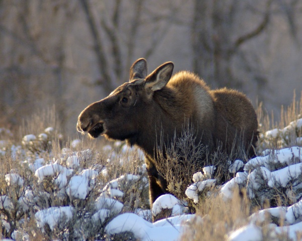 Young Winter Moose