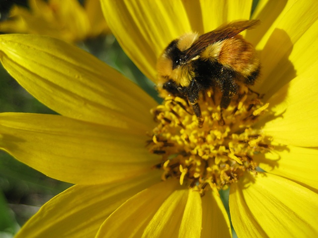 Bee, Flower, Arrowleaf Balsamroot