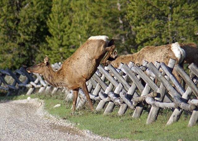 Elk Jumping "Bucking Rail" Fence