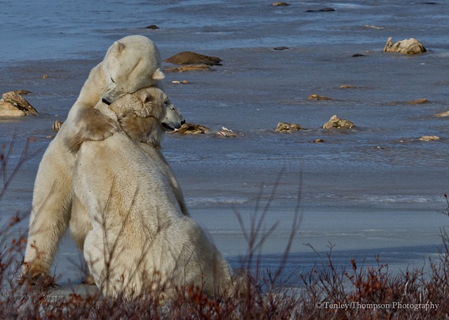 Polar Bear, hug, sparring, fighting